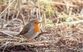 Dieren vogels